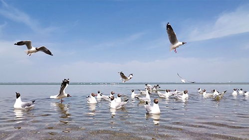 青海湖天气预报（青海湖天气预报一周 7天）